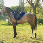 Full_de_Bozouls_arabian_horse_endurance_races