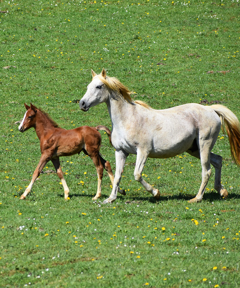 Guarfa de Bozouls