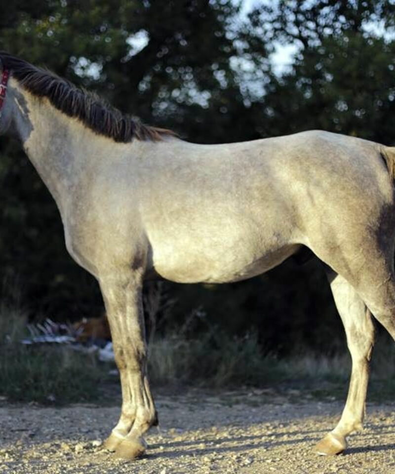 Djedaï de Bozouls Djedaï de Bozouls