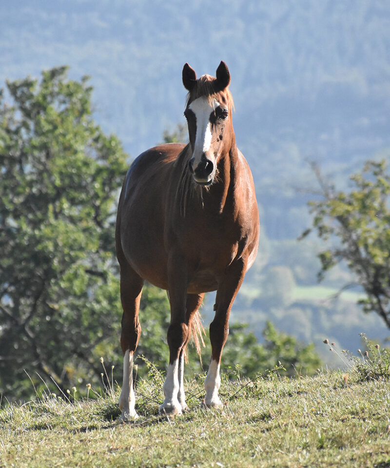 Djerfao de Bozouls