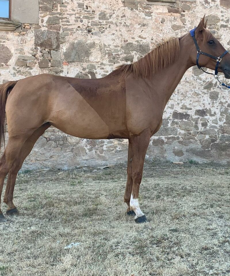Fikats de Bozouls Fikats de Bozouls
