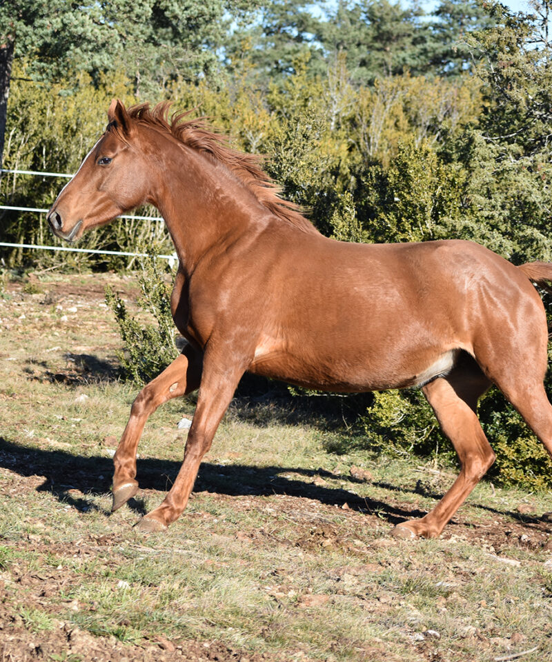 Frenchkiss de Bozouls