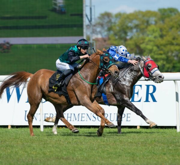 Elevage de Bozouls Elevage chevaux arabes courses de plat