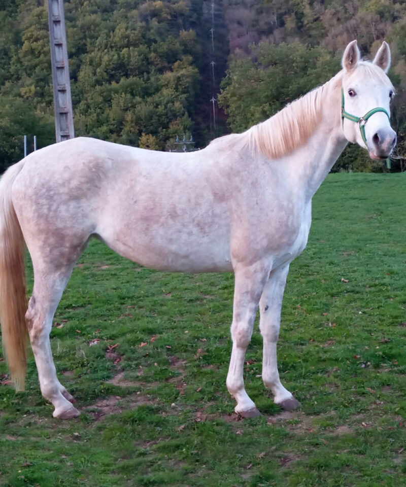 Galice de Bozouls