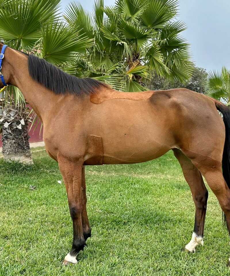 Gadji de Bozouls