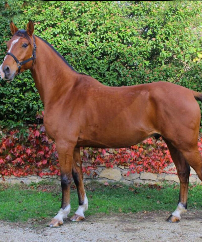 Guarni de Bozouls