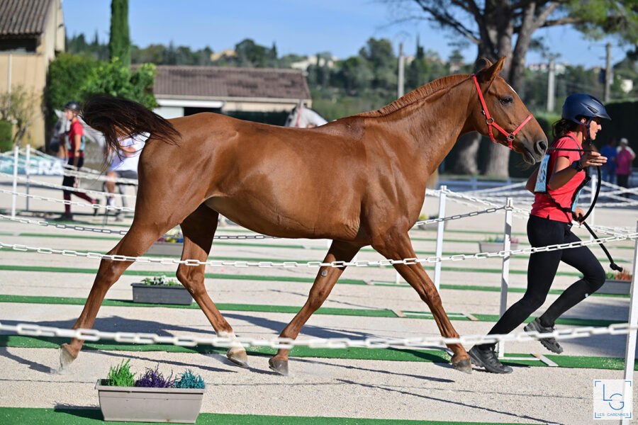 Haafa de Bozouls