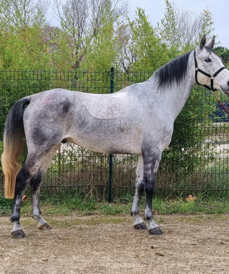 Ioz de Piboul