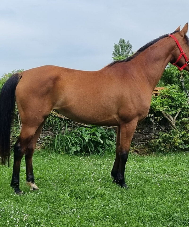 Mysskash de Piboul