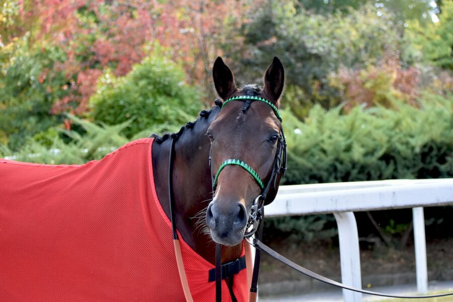 Jindor de Bozouls enchaîne les victoires