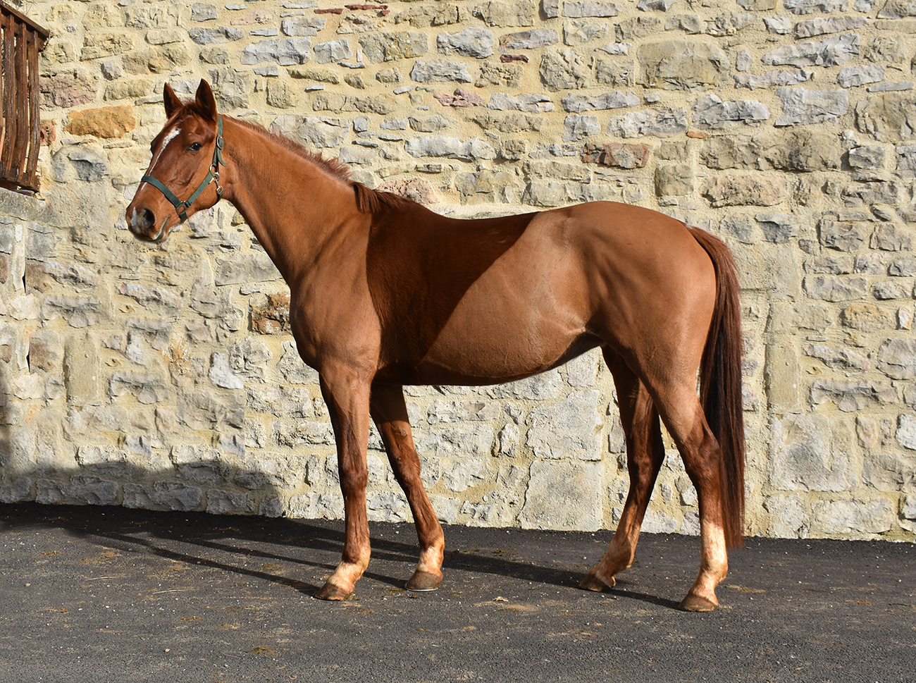 Jamaike de Bozouls – Image 2