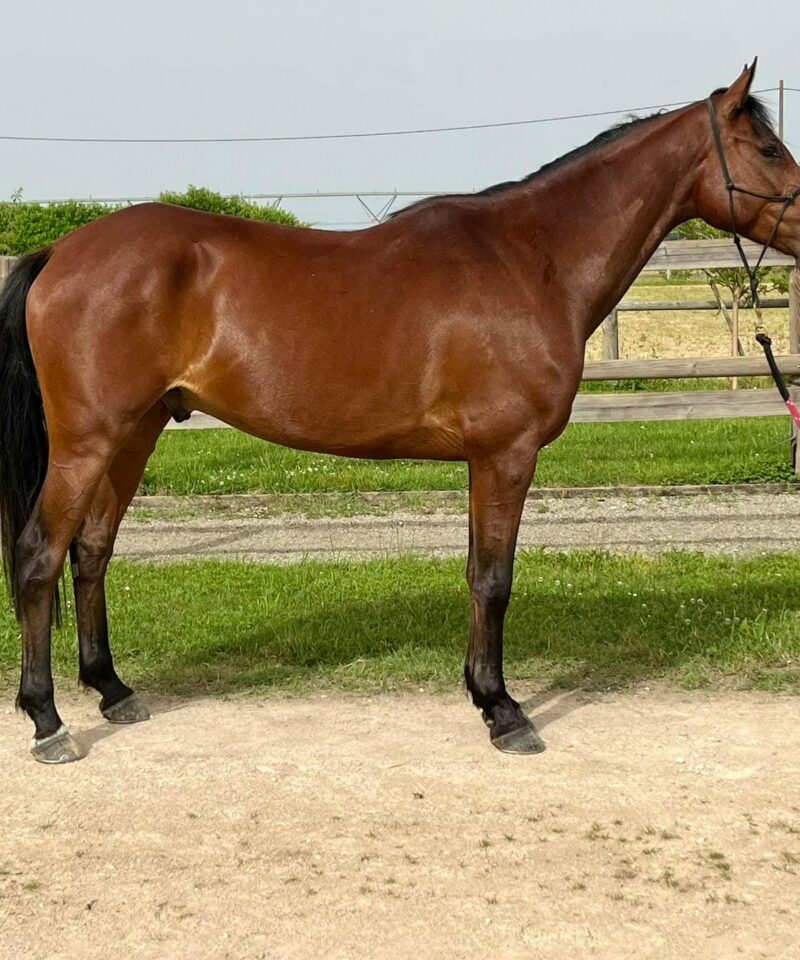 Joya de Bozouls