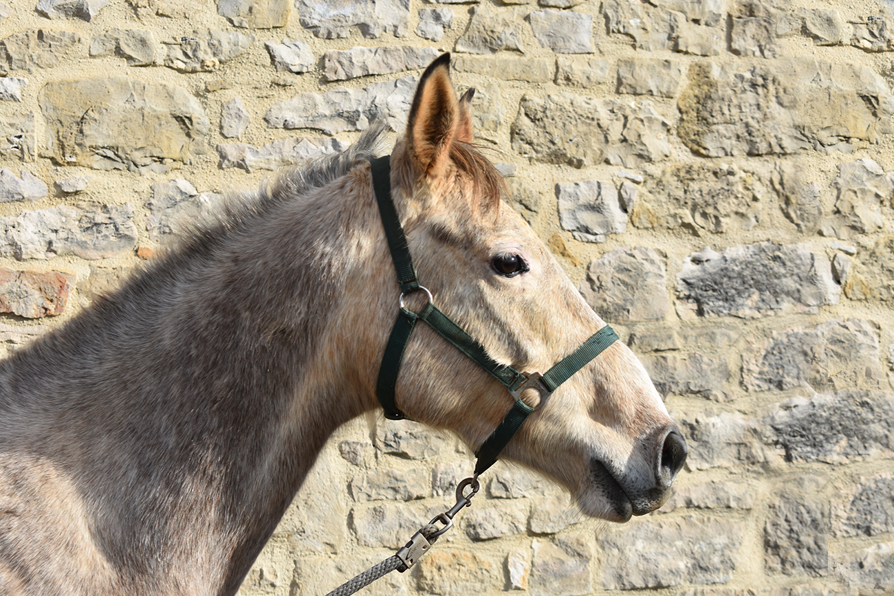 Jafar de Bozouls – Image 2