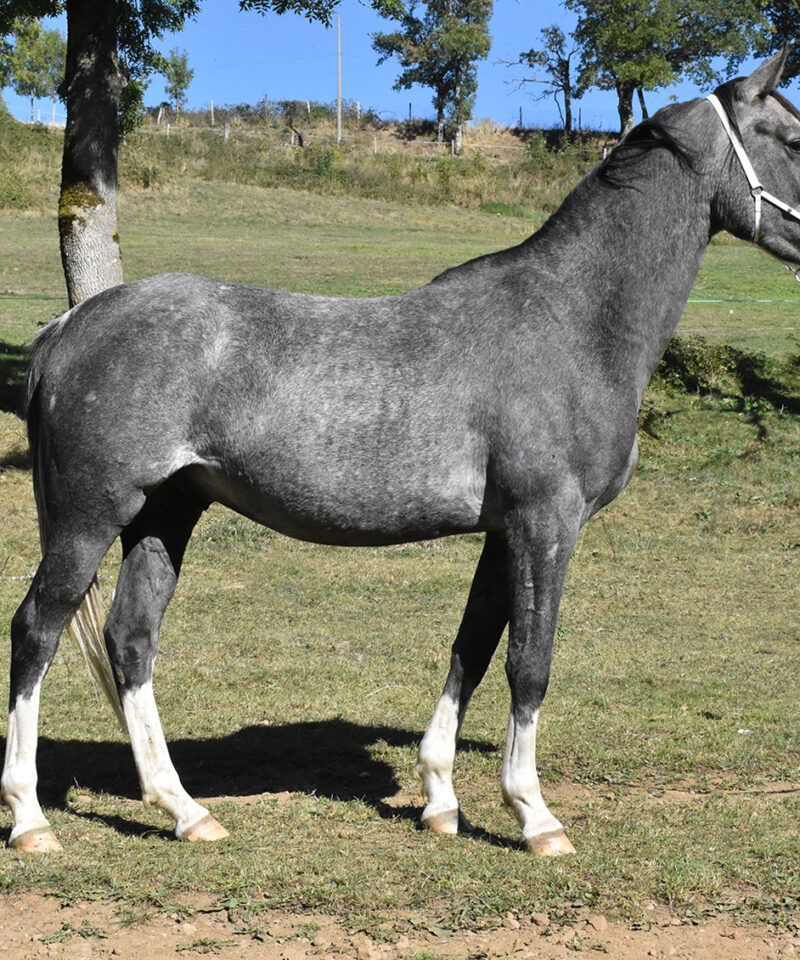 Kama de Bozouls