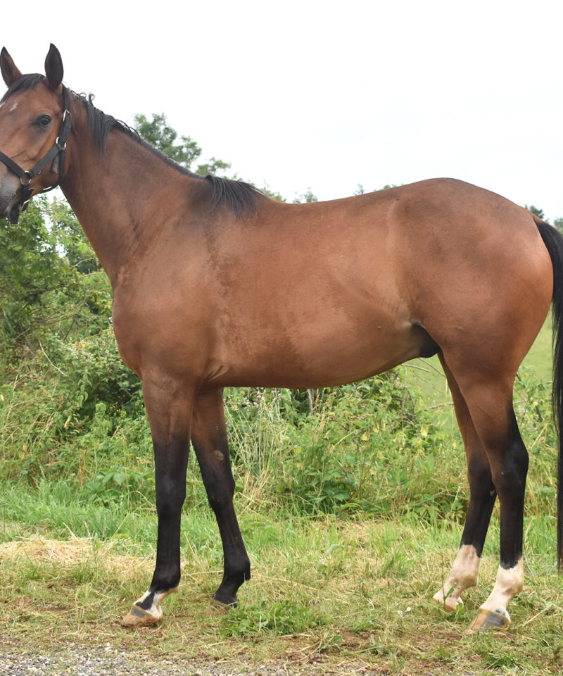 Khalis de Bozouls