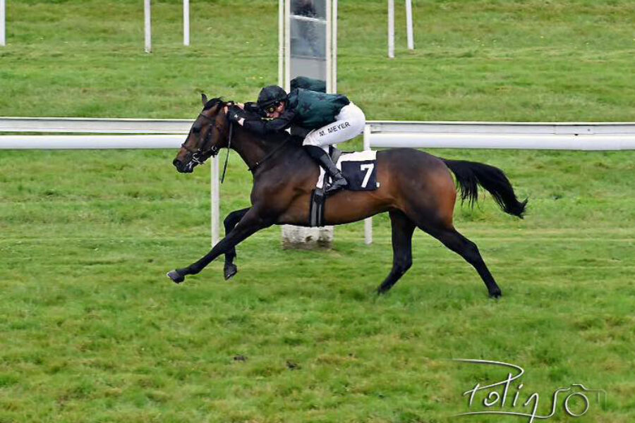 Lwich de Bozouls gagnant au Qatar