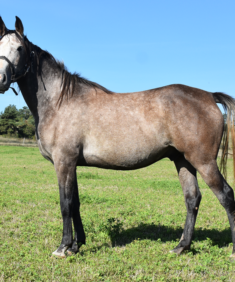 Lamdor de Bozouls