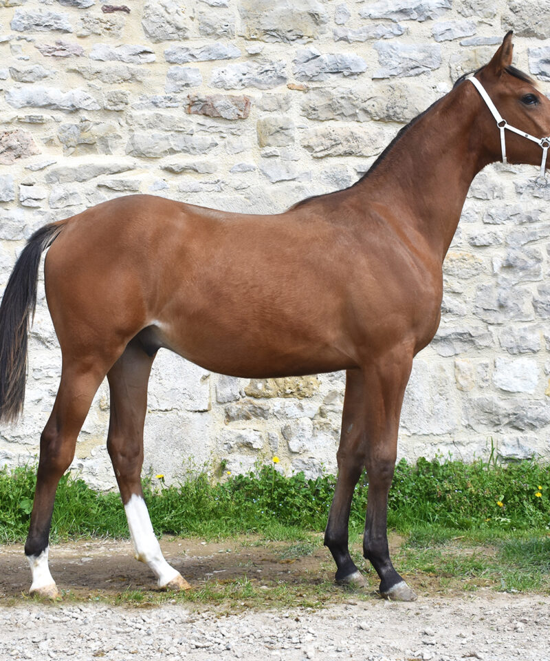 Majeste de Bozouls