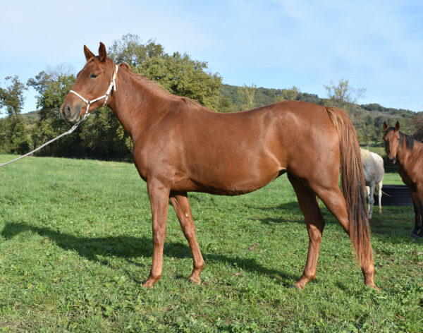 Merveille de Bozouls