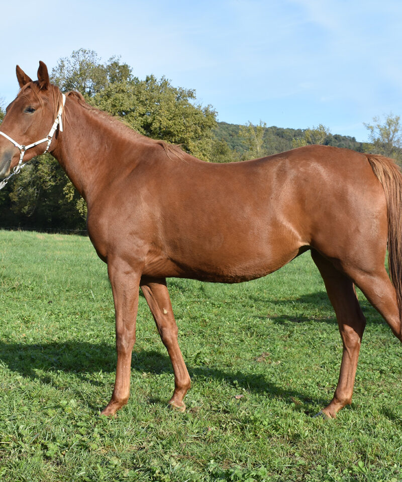 Merveille de Bozouls