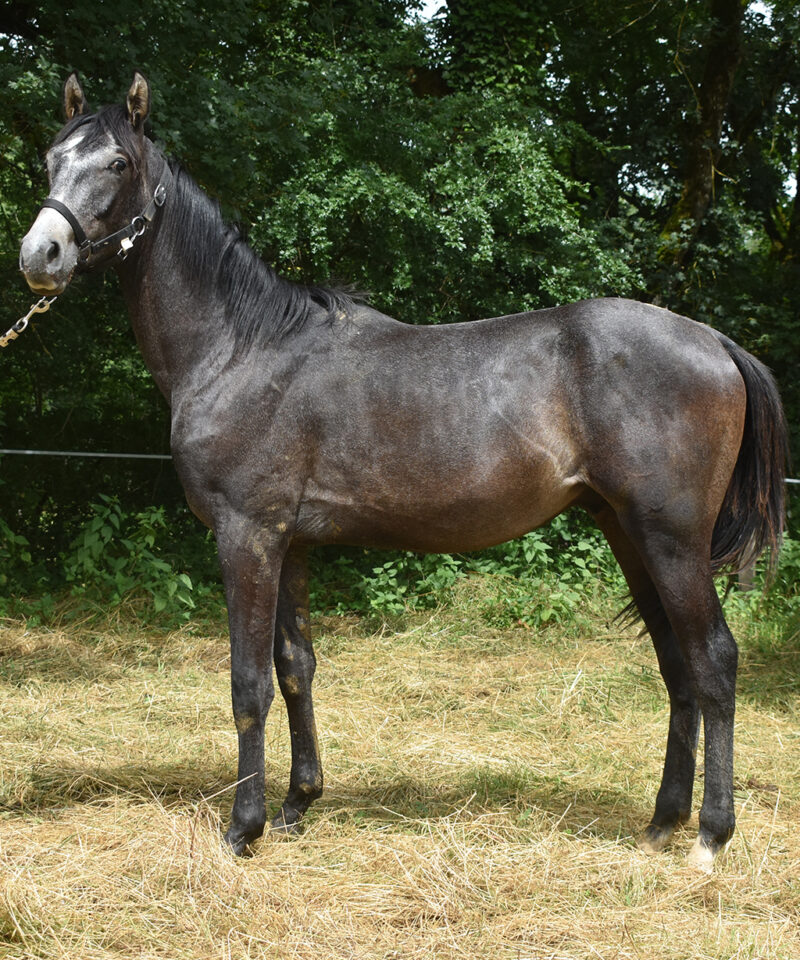 Mustang de Bozouls