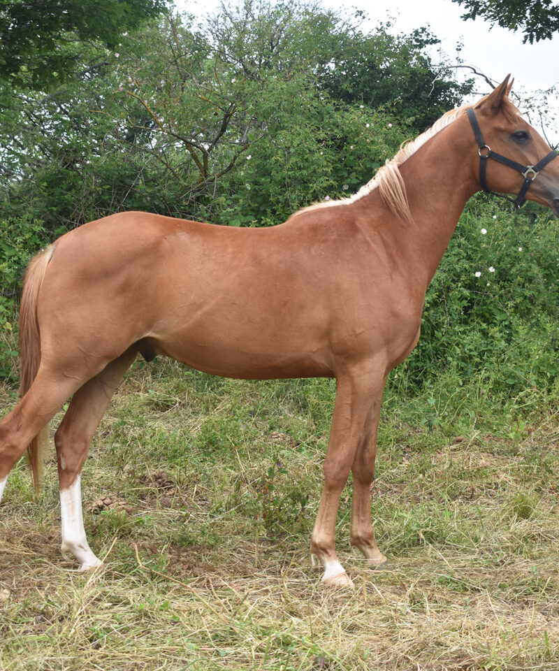 Lell de Bozouls
