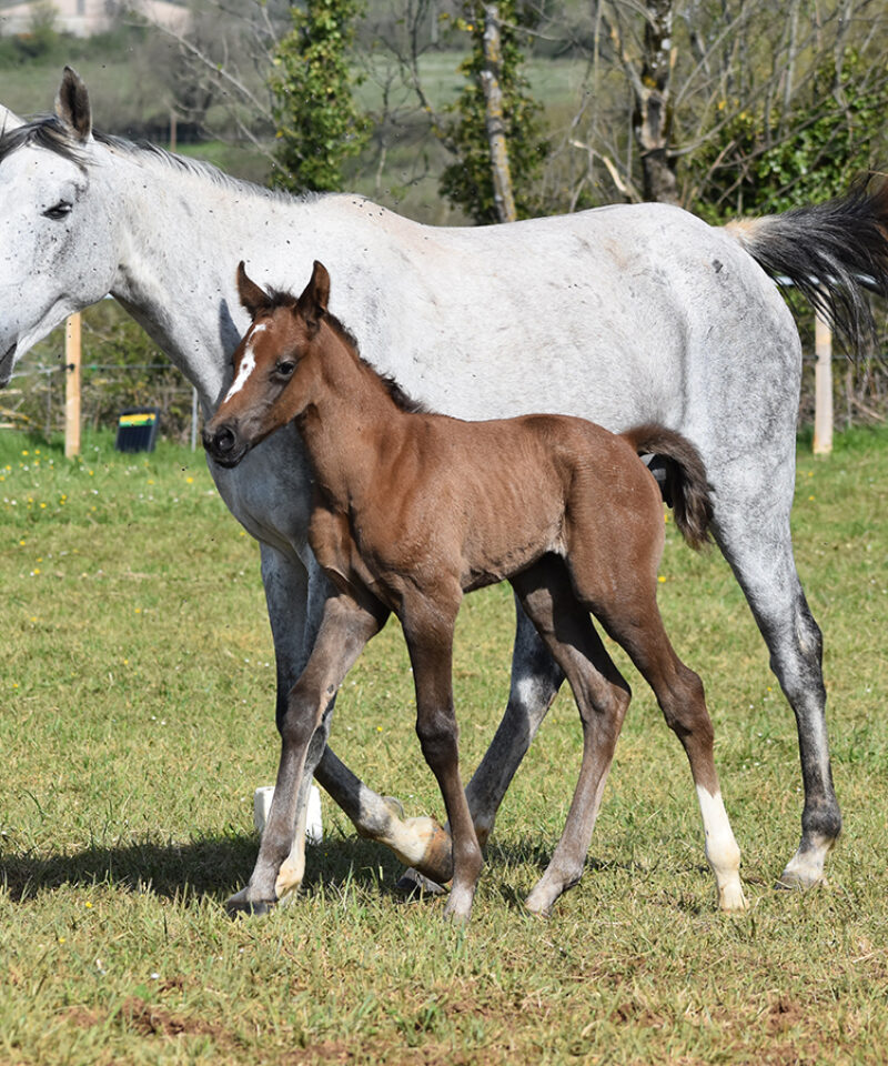 Medelline Epona