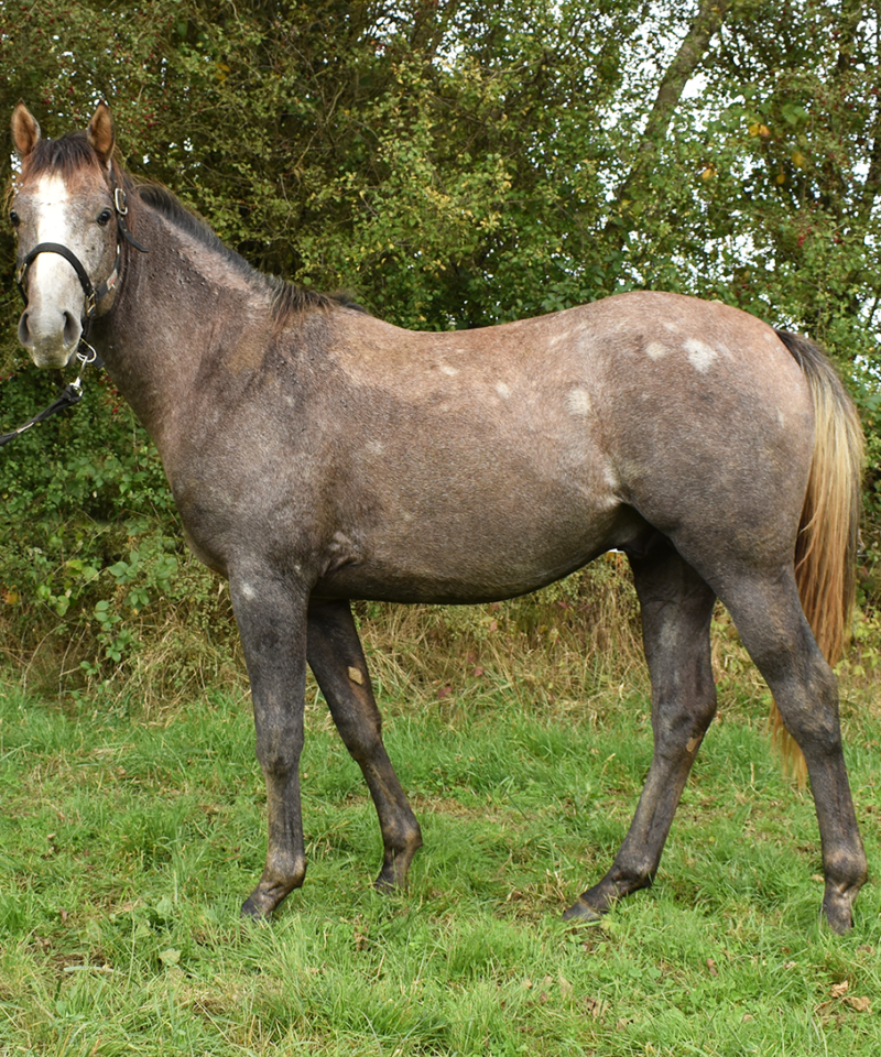 Nabster de Bozouls