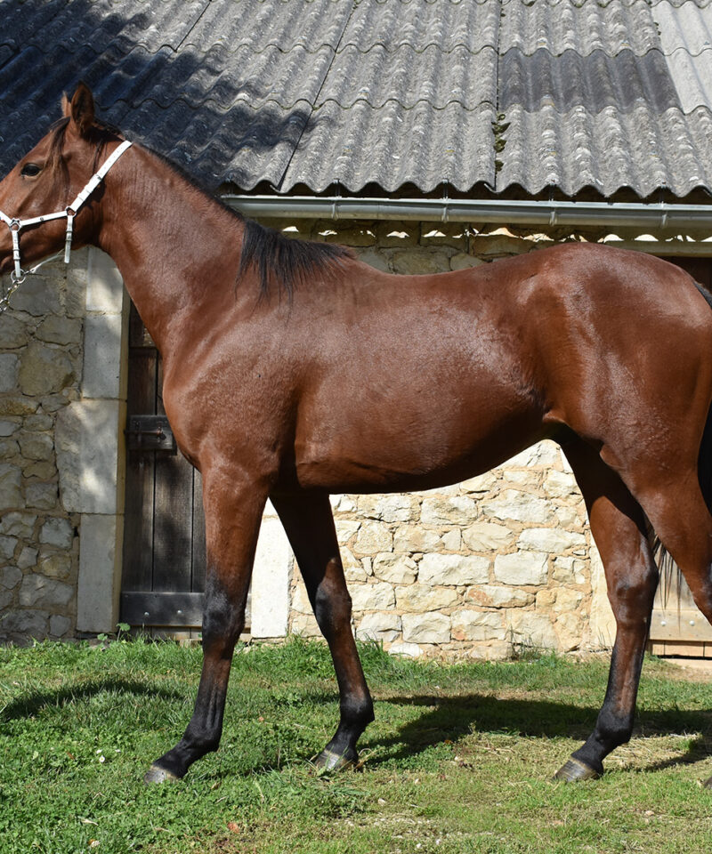 North wind de Bozouls