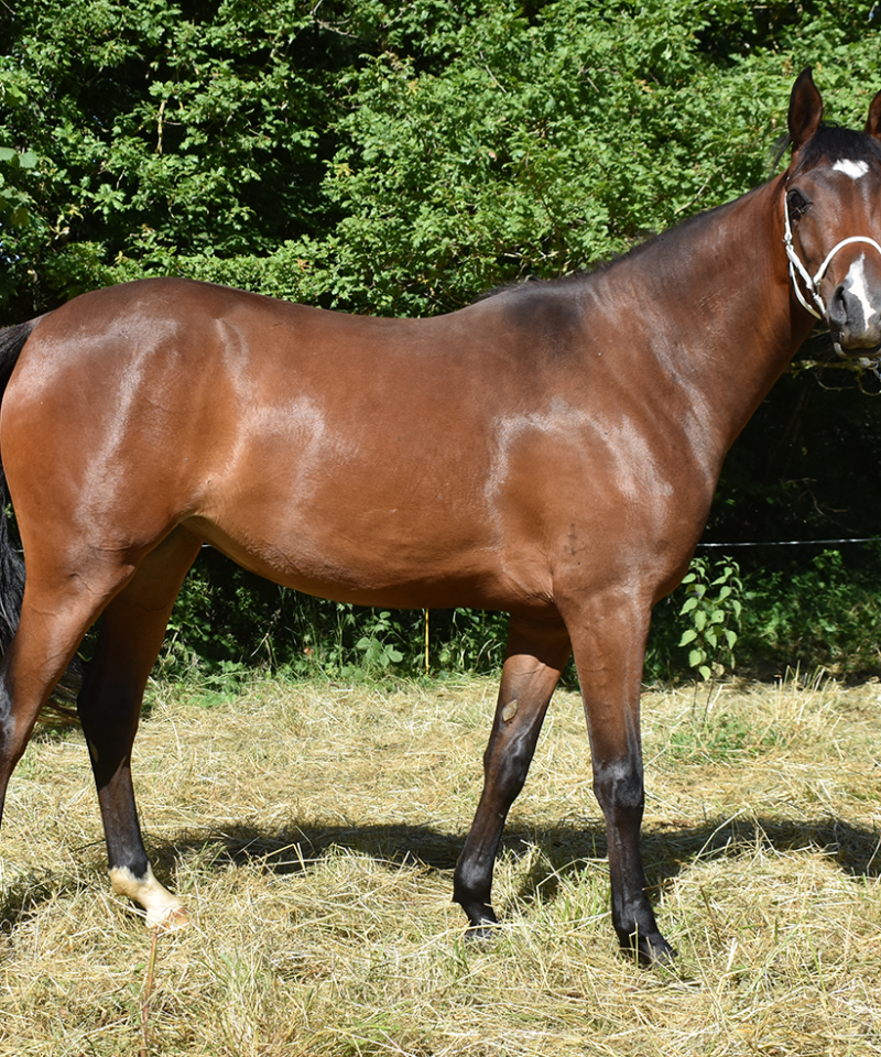 Nymeria de Bozouls