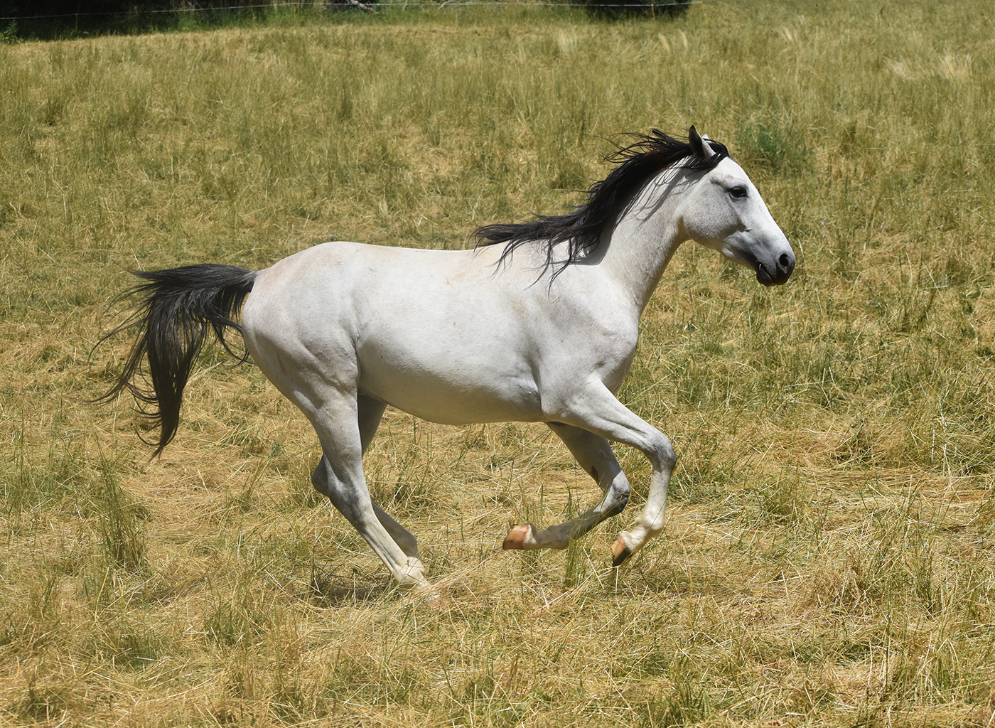 Obless de Bozouls – Image 3