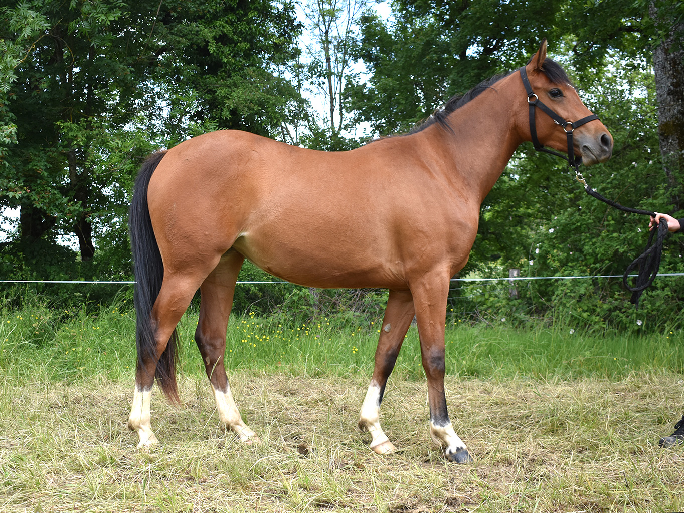 Opaline de Bozouls – Image 2