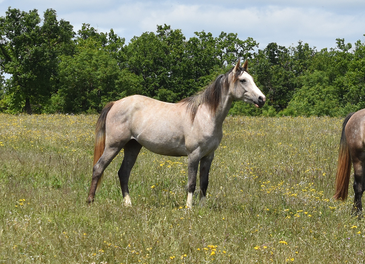 Orfiza de Bozouls – Image 5