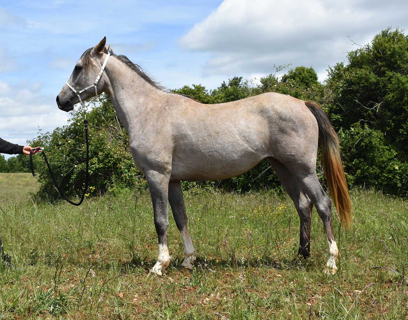 Orfiza de Bozouls – Image 3