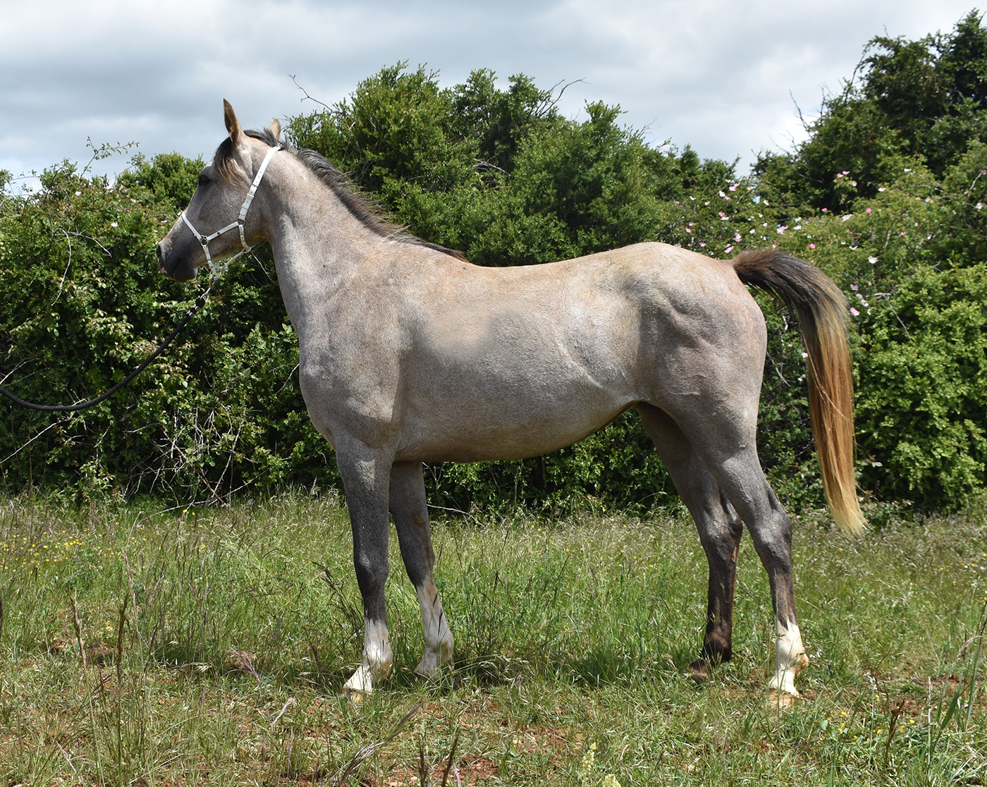 Orfiza de Bozouls – Image 4