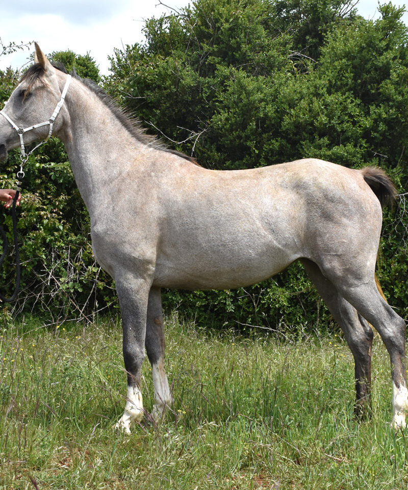 Orfiza de Bozouls