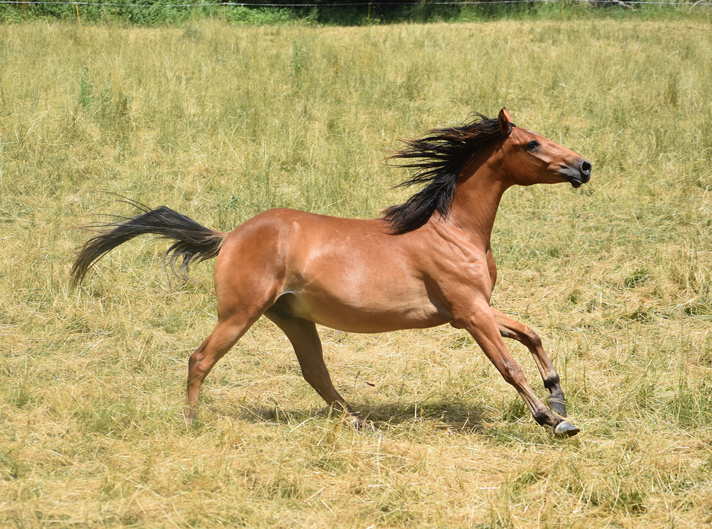 Ochako de Bozouls – Image 3