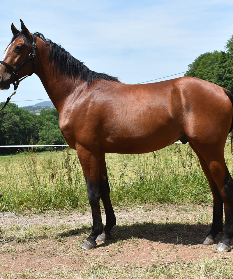 Ouraquib de Bozouls