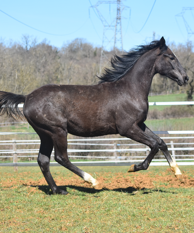 Panache de Bozouls Panache de Bozouls