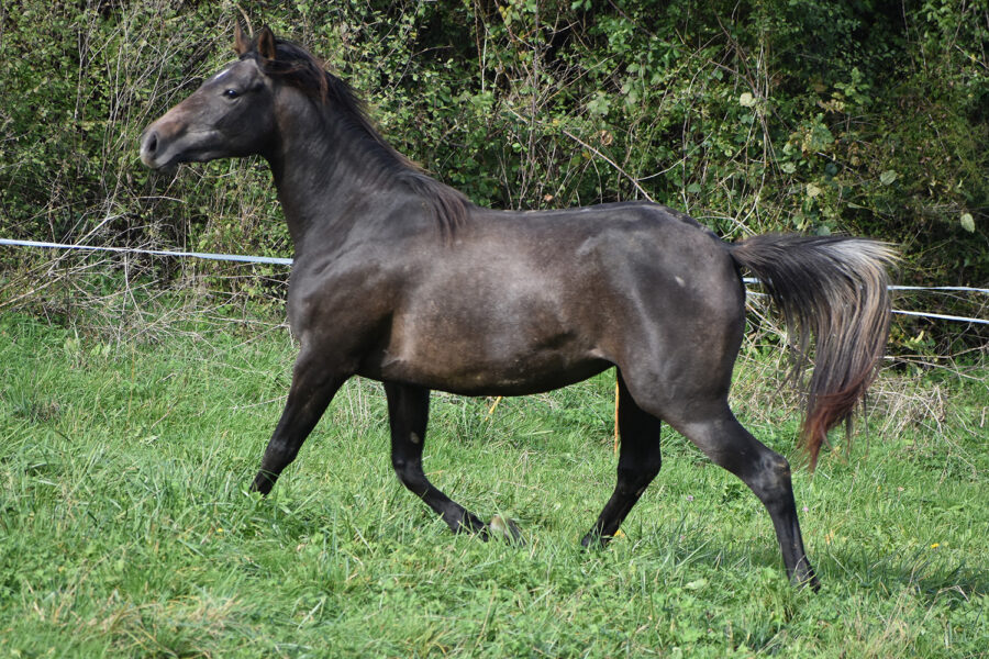Prix Caïd : Toulouse