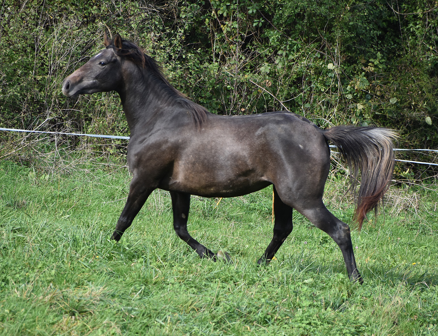 Prix Caïd : Toulouse