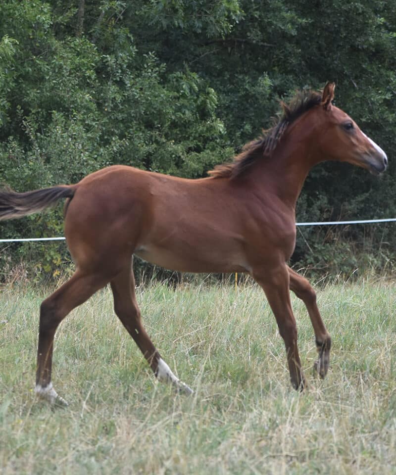 Qalima de Bozouls
