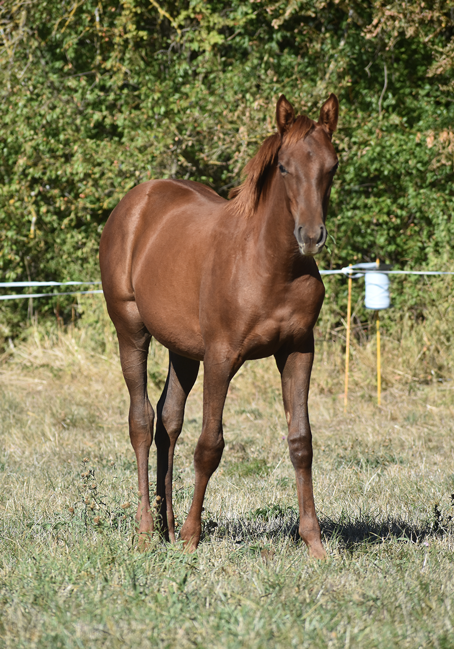 Qeryana de Bozouls – Image 2