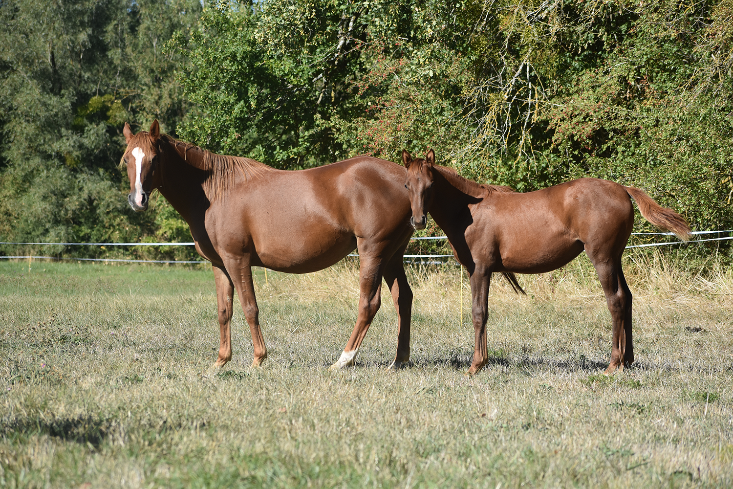 Qeryana de Bozouls – Image 3