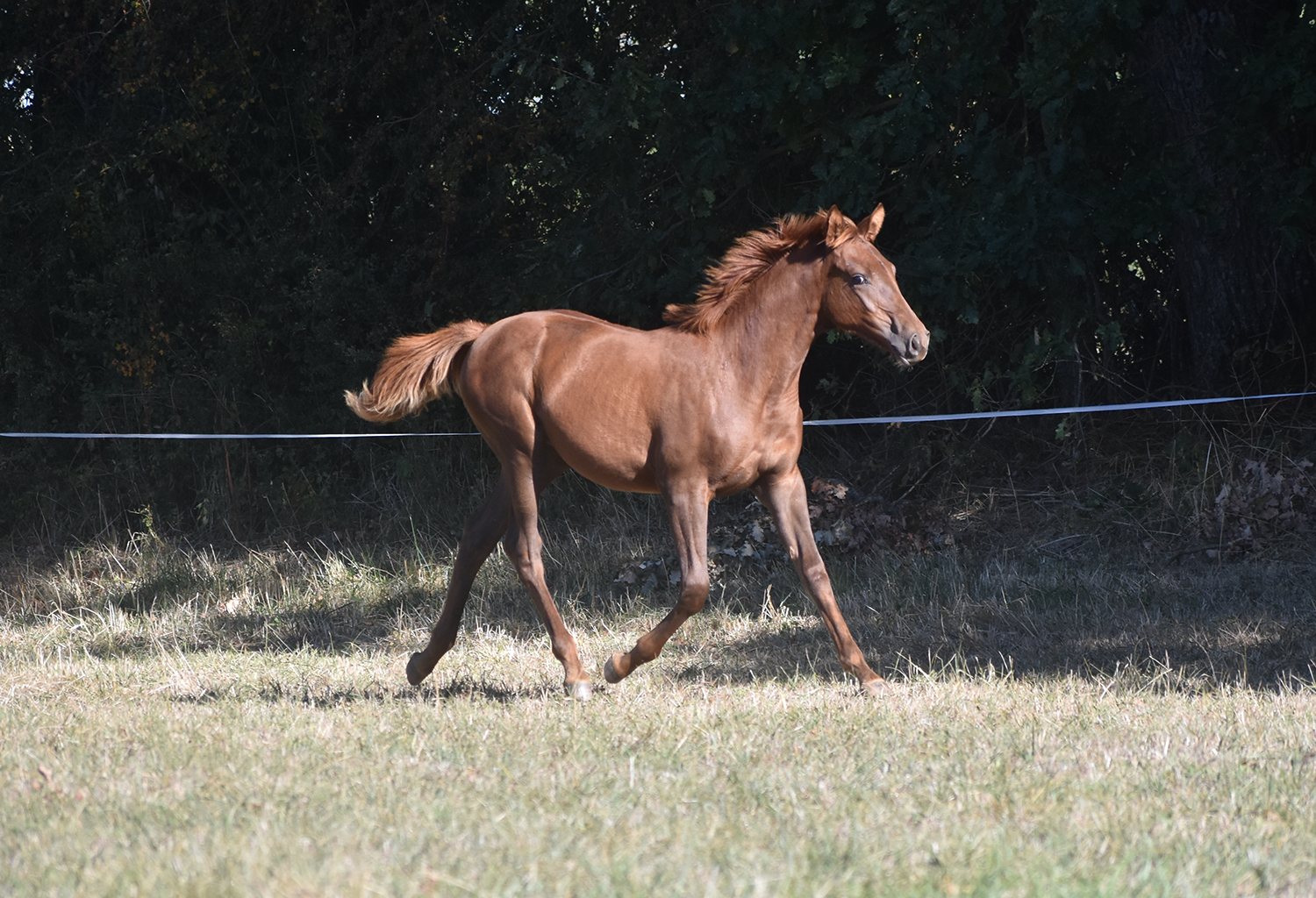 Qeryana de Bozouls – Image 4