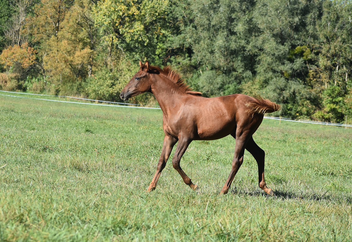 Qeryana de Bozouls – Image 6