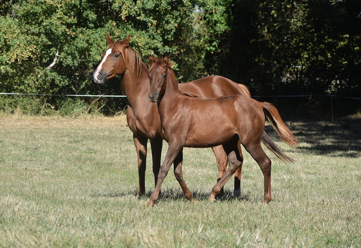Qeryana de Bozouls – Image 7