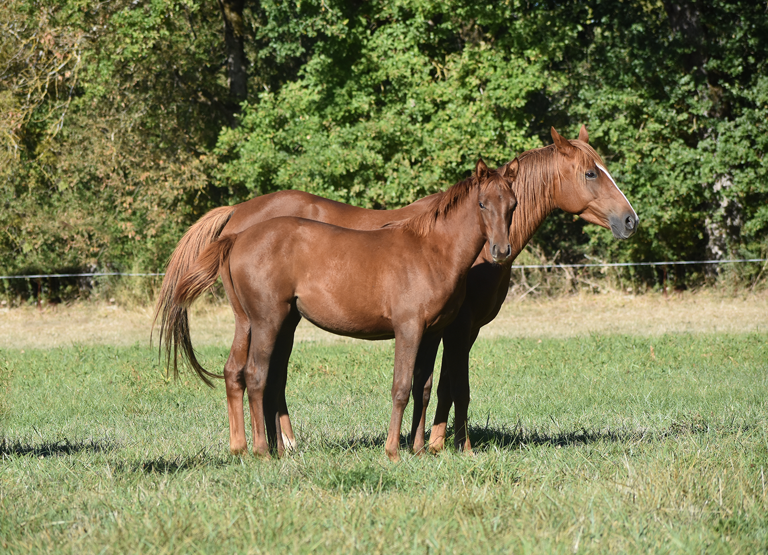 Qeryana de Bozouls – Image 8