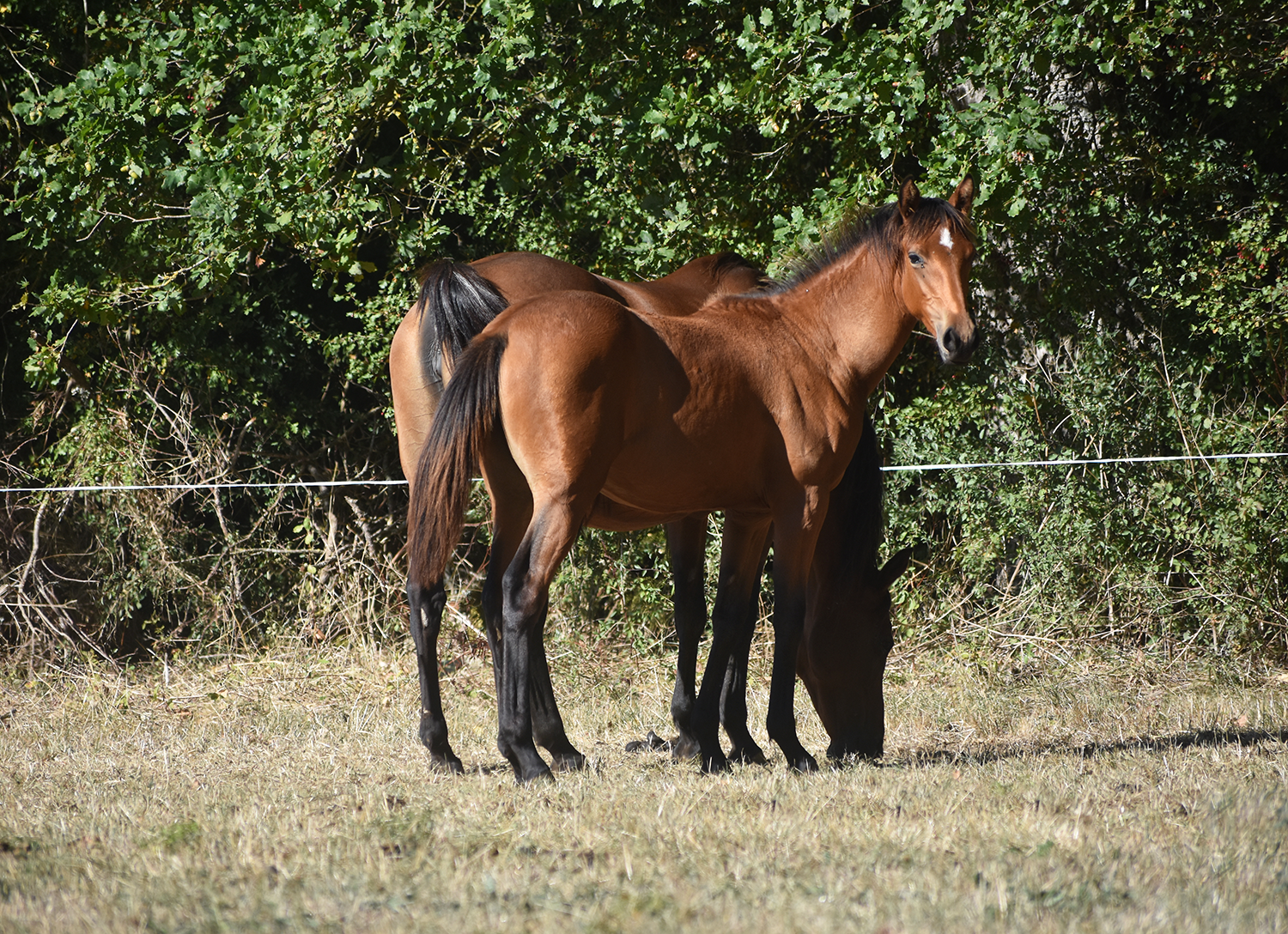 Qwicha de Bozouls – Image 4
